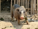 mekong (43)